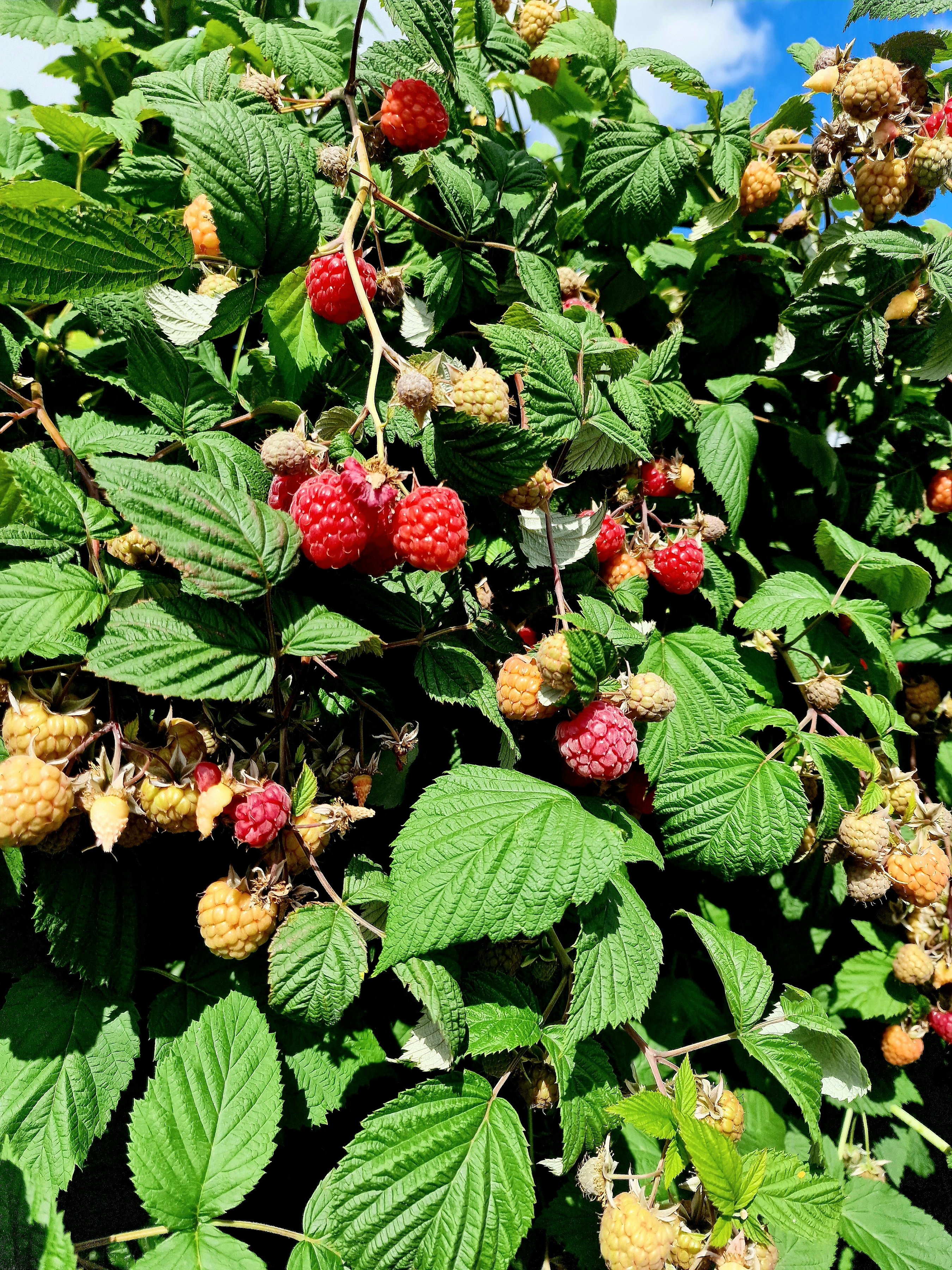 Raspberry  bushes on  fruit farm