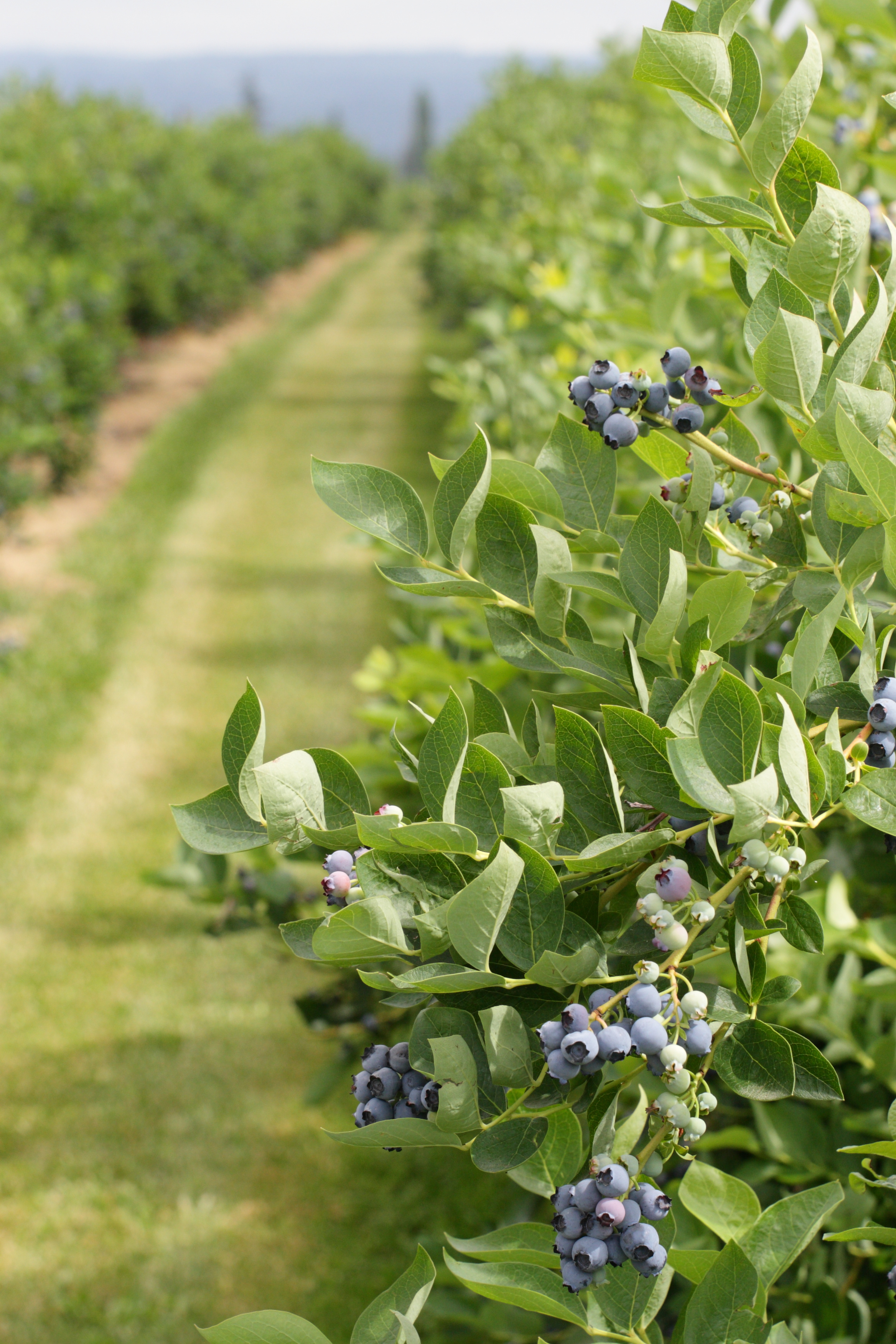 Blueberry Farm