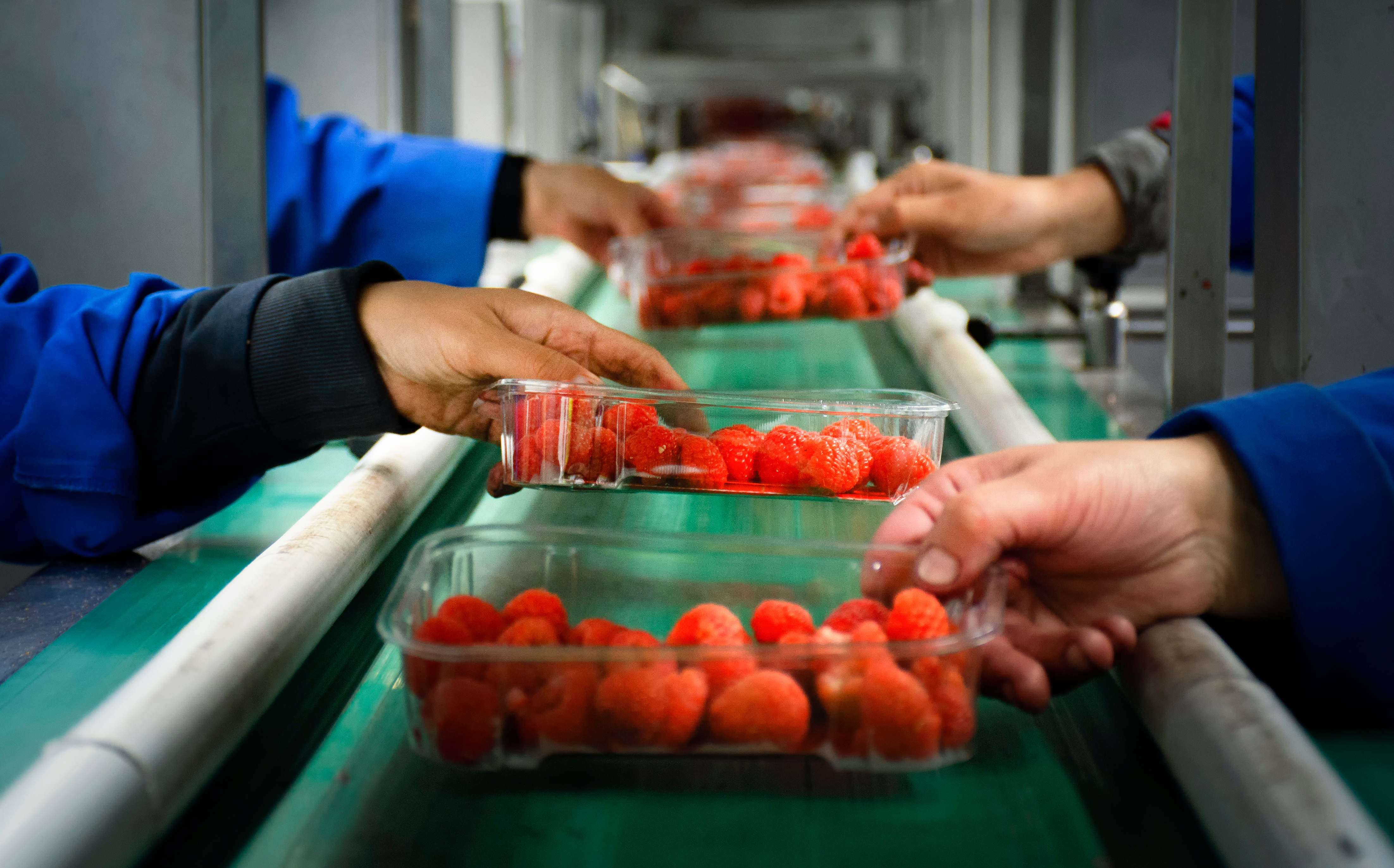 Packaging strawberry fruits in packhouse